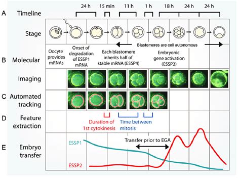Imaging Human Embryo Development And Predicting