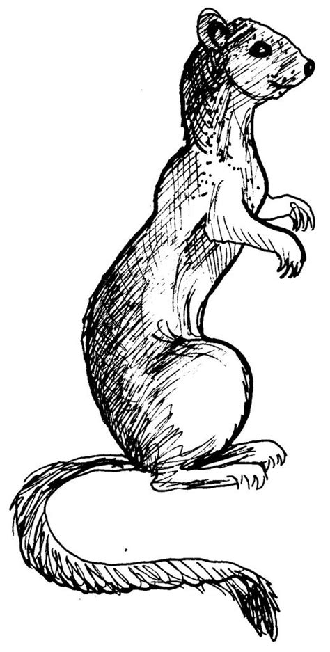 weasel animals  printable coloring pages