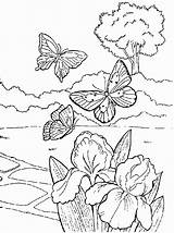 Vlinders Kleurplaten Natuur Irissen Kleurplaat Tekening Volwassenen sketch template