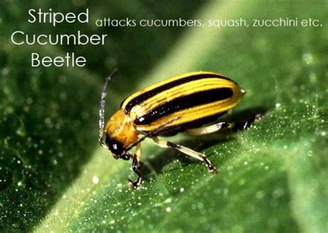 how to get rid of common garden pests the art of doing stuff