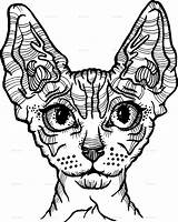Sphynx Coloring sketch template