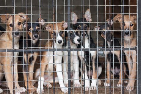 arizona mandates  dogs sold  pet stores    shelters