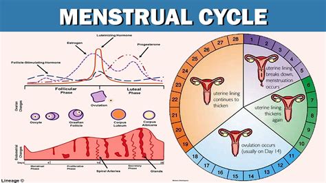 lecture 36 biology class 12th menstrual cycle female reproductive