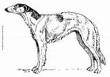 Pobarvanke Psi Pes Greyhound Lovski Kužki Puppies Dinozavri še Printablecolouringpages sketch template