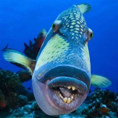 toothy fellow  triggerfish lives  tropical  subtropical