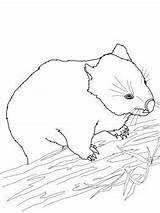 Wombat Drawing Cute Coloring Pages Wound There Some Supercoloring Own Getdrawings Stew sketch template