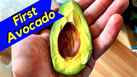 growing avocado mexicola youtube
