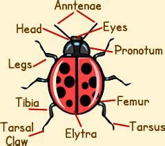 ladybird anatomy diagram picture  ladybug anatomy ladybird ladybug insect anatomy