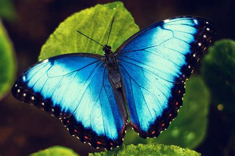 secret lives  blue butterflies montana public radio