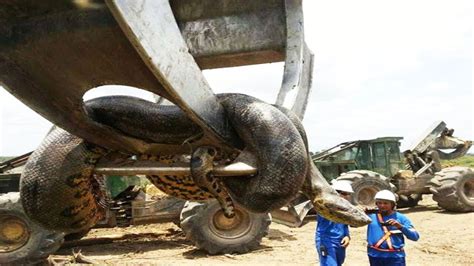 feet anaconda   brazil largest snake   world
