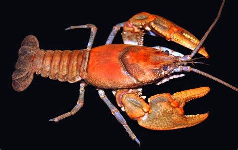 researchers  crayfish species cambarus hatfieldi  honor  famous wv feud news media