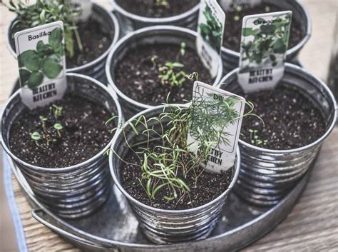 grow   herb garden suburbia unwrapped