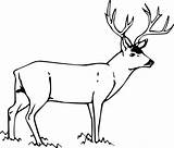 Coloring Mule Deer Pages Drawing Boyama Geyik Hayvan Seç Pano Color Sayfaları 79kb 511px sketch template