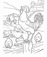 Rooster Hens Chicken Sheets sketch template