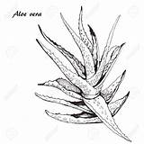 Aloe Vera Drawing Vector Botanical Getdrawings sketch template