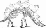 Coloring Pages Fossils Dinosaur Stegosaurus Skeleton Popular sketch template
