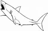Coloring Pages Shark Great Hungry Sharks Nurse Printable Baby Drawing Colouring Marine Animal Color Animals Nonsensical Colorings Clipart Getdrawings Clipartbest sketch template