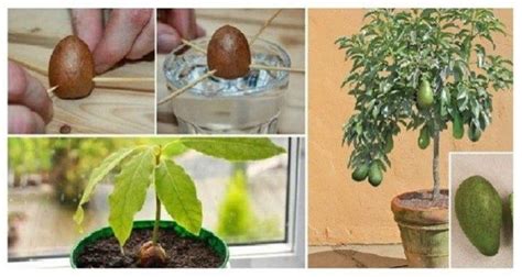 6 Basit Adımda Kendi Avokado Ağacınızı Yetiştirin