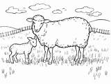Sheep Pages Coloring Printable Colouring Lamb Ewe Color Kids sketch template