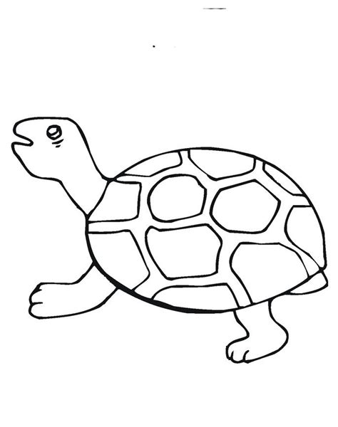 coloring pictures  baby turtles coloringpages