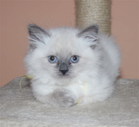 champion pedigree hypoallergenic siberian kittens for sale siberian miracle cattery