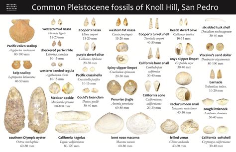 top  imagen common fossil identification chart abzlocalmx