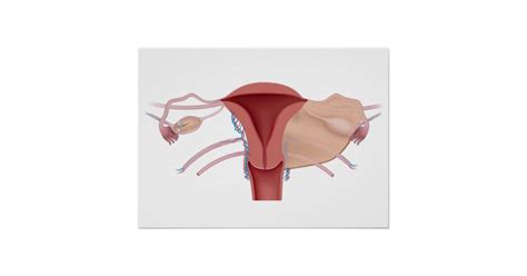 female reproductive system diagram poster zazzle