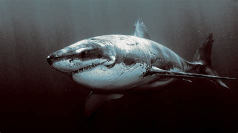 wallpaper dark underwater great white shark  px