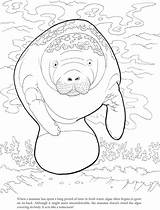 Manatee Drawing Cute Pages Getdrawings Coloring sketch template