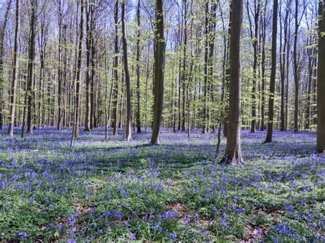 visiting  bluebell forest hallerbos belgium merry   slowly