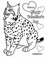Coloring Bobcat Pages Big Cats Popular sketch template