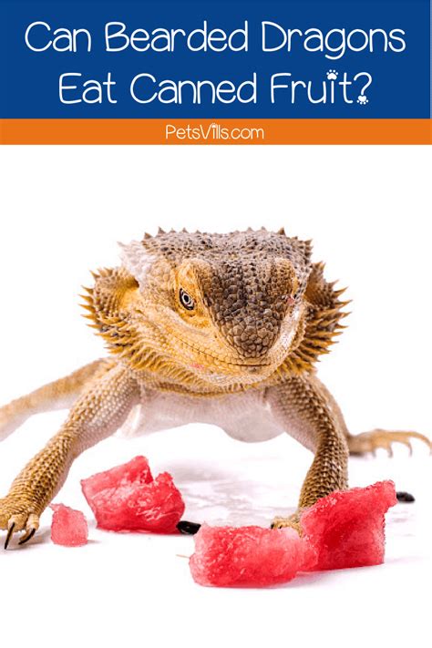 bearded dragons eat canned fruit   safe
