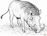Pig Warthog Javali Colorir Warzenschwein Wildschwein African Ausmalbilder Ausmalbild Hog Mamba Comendo Facocero Porco Imprimir Supercoloring Africano Afrikanisches Selvagem Adults sketch template