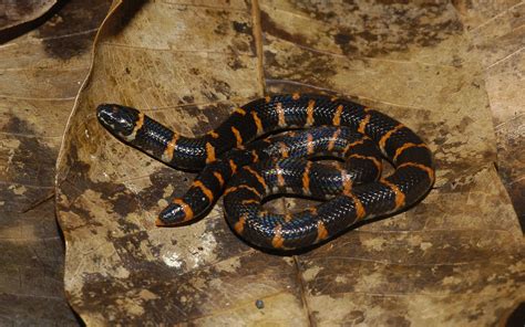 red tailed pipe snake cylindrophis ruffus alex figueroa flickr