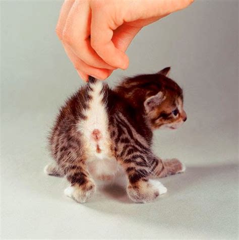 Pictures of cats having sex