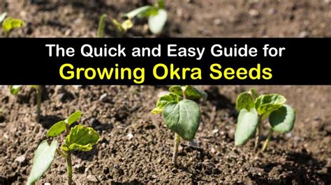 grow okra  seed