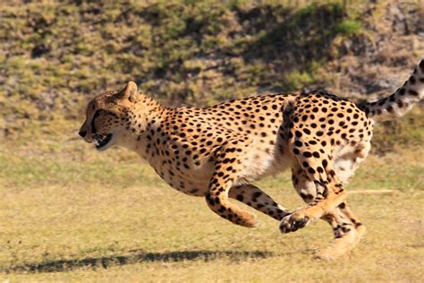 usain bolt   cheetah olympians   animal kingdom  science