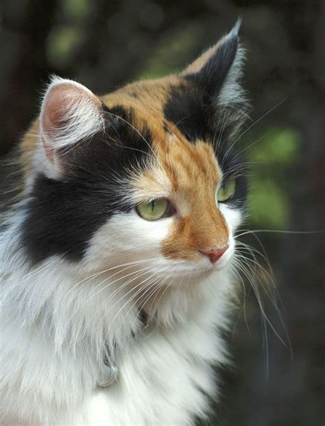 calico  tabby   face cat cat kittens cutest kittens cats