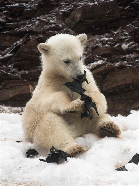 polar bears captured eating plastic  heartbreaking images media drum world