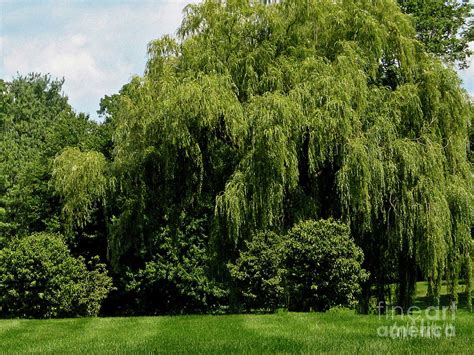 Weeping Willow Tree Landscape Photograph By Carol F Austin