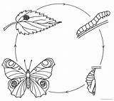 Mariposa Metamorfosis Ciclos Mariposas Migration Schmetterling Raupe Fases Nimmersatt Actividades Imaxes Distintas Problema Bolboretas Casullo Poden Monarca Ciencias Naturales Girasoles sketch template