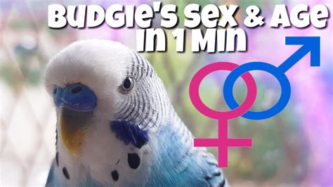 Know Budgie S Age And Sex In 1 Minute Youtube