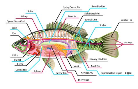 pin  fashaweganiyat  screenshots fish anatomy human anatomy picture reproductive system