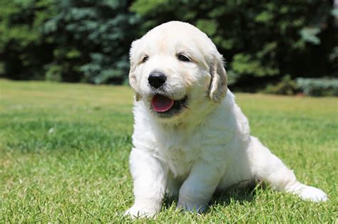 white puppy stock photo  image  istock