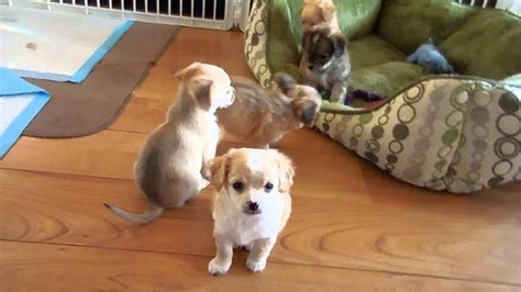 rescue puppies youtube