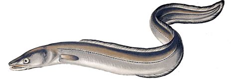 conger eel   catch  badangling