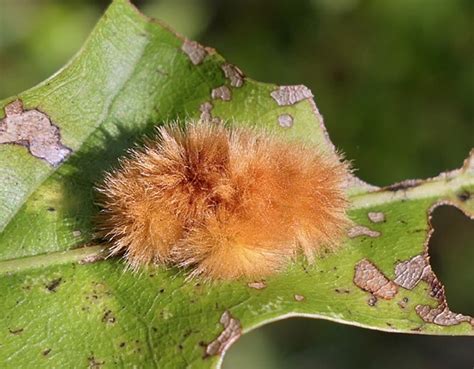 texas woolly oak galls inaturalist