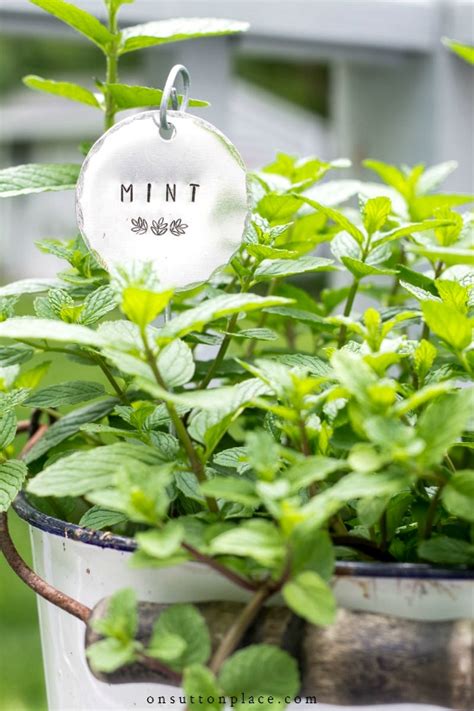 reading   reasons  grow  mint plant