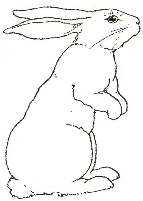 coloring pictures  rabbits rabbit pictures  print