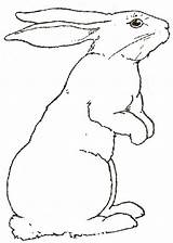 Hare Rabbits Colouring Drawings 1126 Sketchite Bunnies sketch template